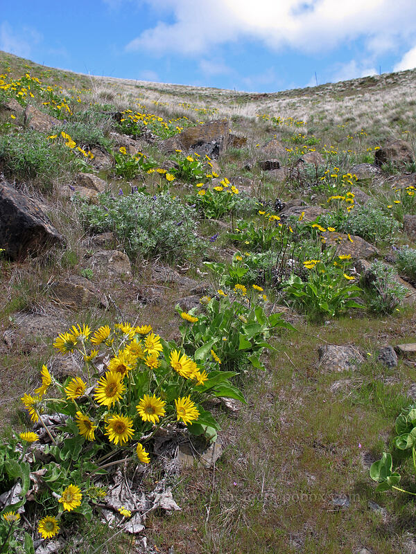 balsamroot & lupines (Balsamorhiza sp., Lupinus sp.) [Columbia Hills N.A.P., Klickitat County, Washington]