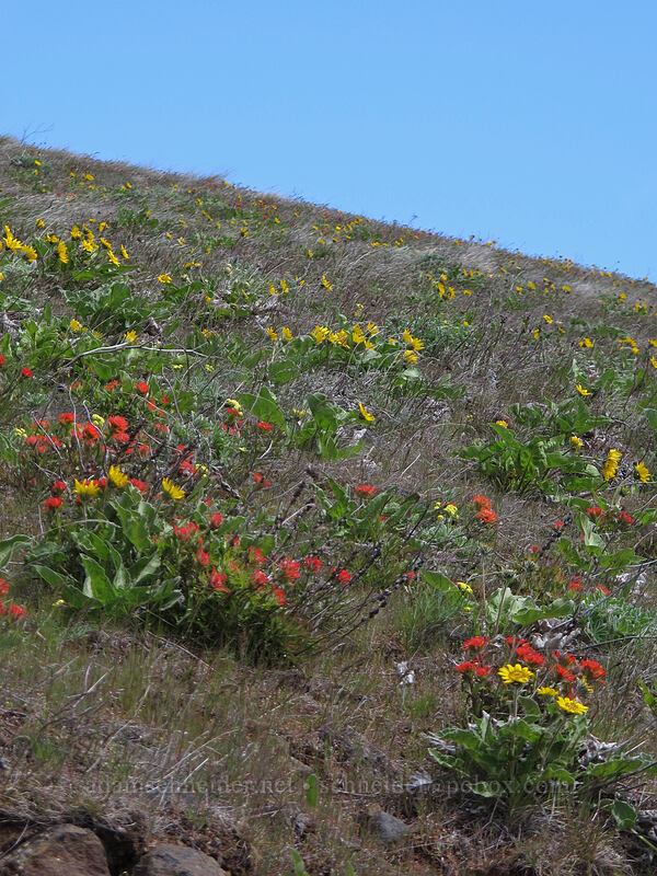 balsamroot & paintbrush (Balsamorhiza sp., Castilleja hispida) [Columbia Hills N.A.P., Klickitat County, Washington]