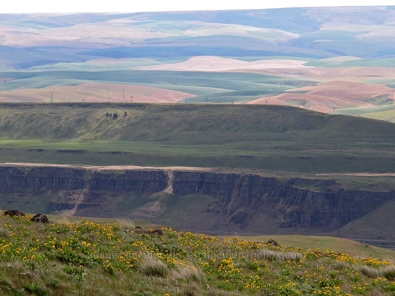 Eastern Oregon [Columbia Hills N.A.P., Klickitat County, Washington]