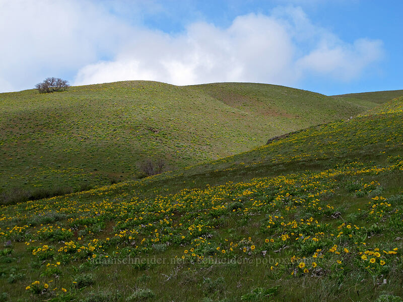 balsamroot & lupines (Balsamorhiza sp., Lupinus sp.) [Columbia Hills N.A.P., Klickitat County, Washington]