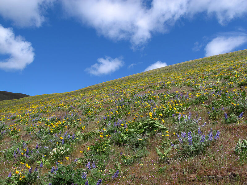 balsamroot & lupines (Balsamorhiza sp., Lupinus sp.) [Dalles Mountain Road, Klickitat County, Washington]
