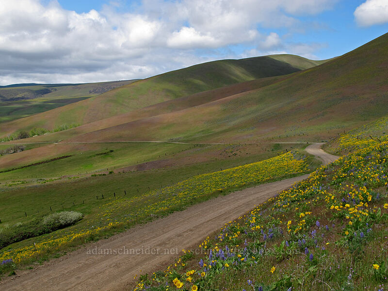 Columbia Hills [Dalles Mountain Road, Klickitat County, Washington]