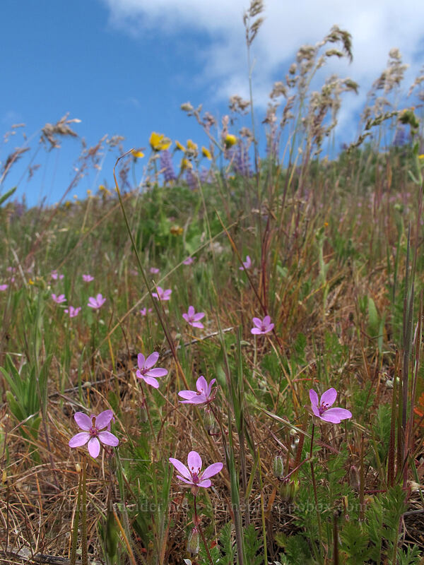 filaree (Erodium cicutarium) [Dalles Mountain Road, Klickitat County, Washington]
