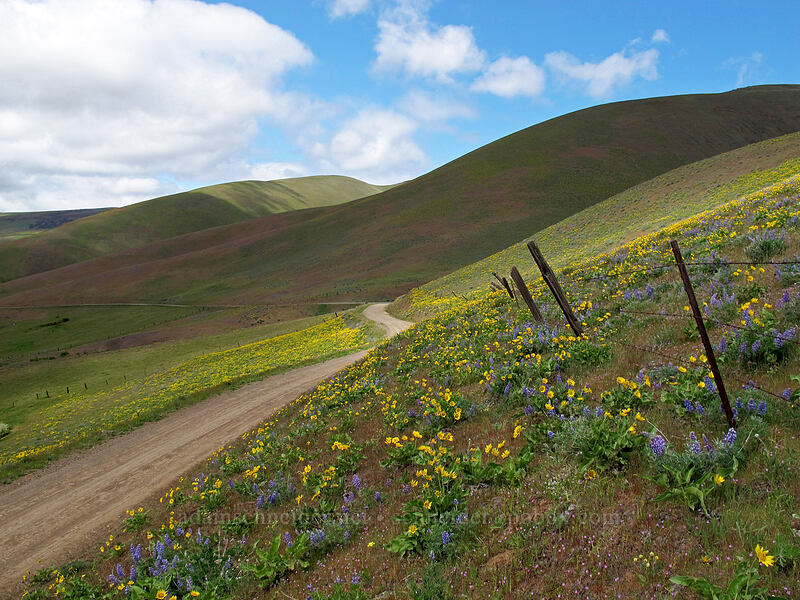 balsamroot & lupines (Balsamorhiza sp., Lupinus sp.) [Dalles Mountain Road, Klickitat County, Washington]