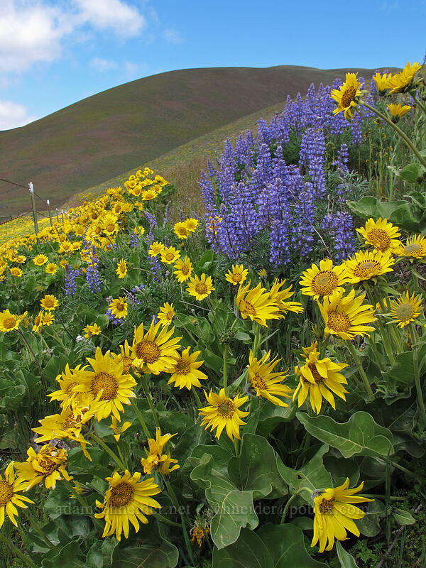 balsamroot & lupines (Balsamorhiza sp., Lupinus sp.) [Dalles Mountain Road, Klickitat County, Washington]