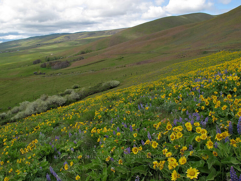 balsamroot & lupines (Balsamorhiza sp., Lupinus sp.) [Dalles Mountain Road, Klickitat County, Washington]