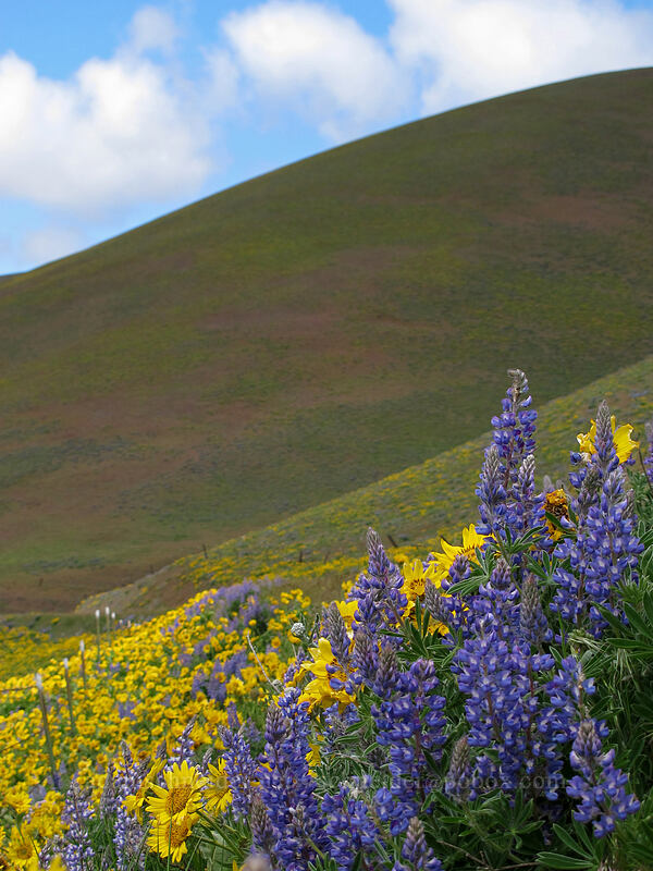 lupines & balsamroot (Balsamorhiza sp., Lupinus sp.) [Dalles Mountain Road, Klickitat County, Washington]