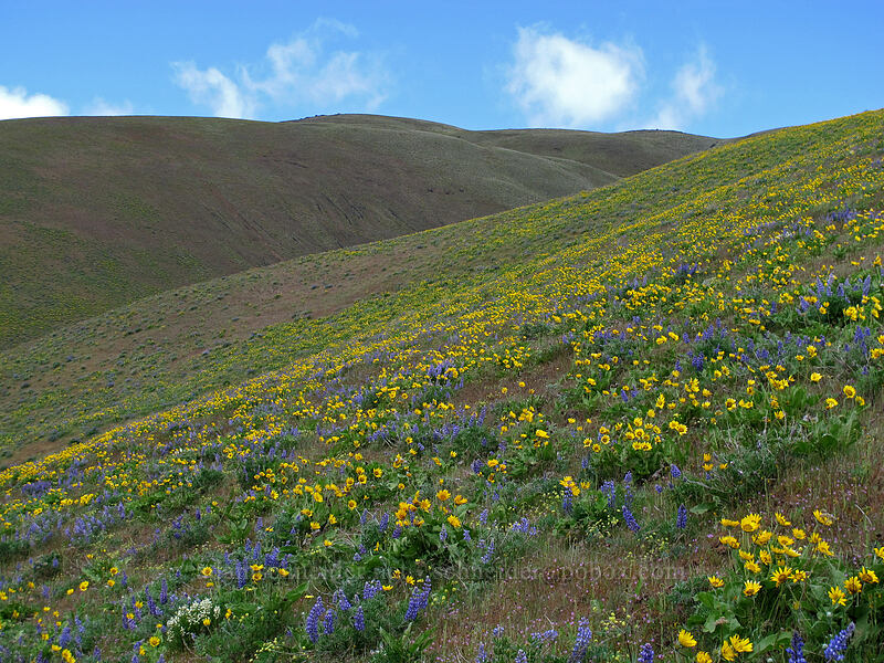 balsamroot & lupines (Balsamorhiza sp., Lupinus sp.) [Dalles Mountain Road, Klickitat County, Washington]