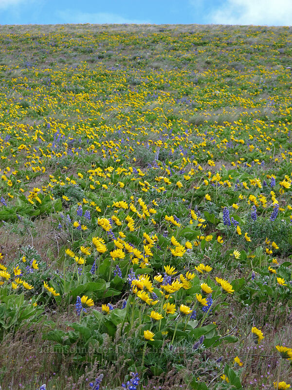 balsamroot & lupines (Balsamorhiza sp., Lupinus sp.) [Dalles Mountain Road, Klickitat County, Washington]
