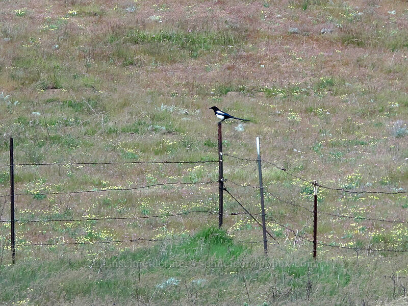 black-billed magpie (Pica hudsonia) [Dalles Mountain Road, Klickitat County, Washington]