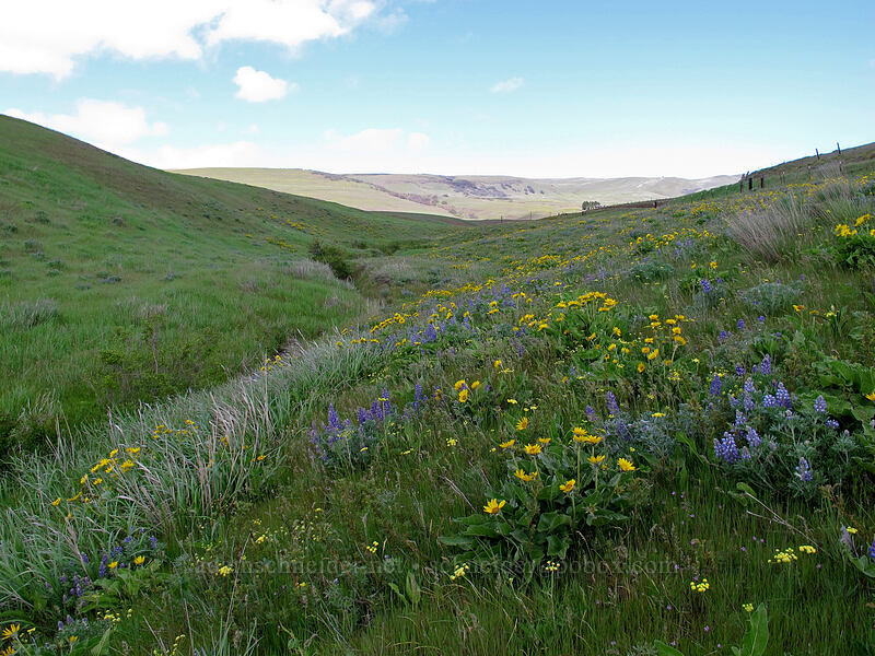 balsamroot & lupines (Balsamorhiza sp., Lupinus sp.) [Eight-Mile Creek, Klickitat County, Washington]