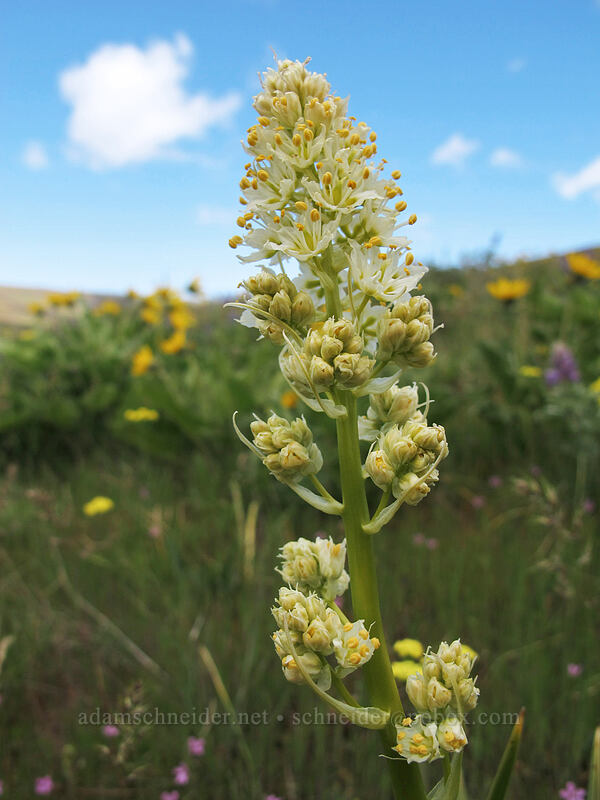 panicled death-camas (Toxicoscordion paniculatum (Zigadenus paniculatus)) [Eight-Mile Creek, Klickitat County, Washington]