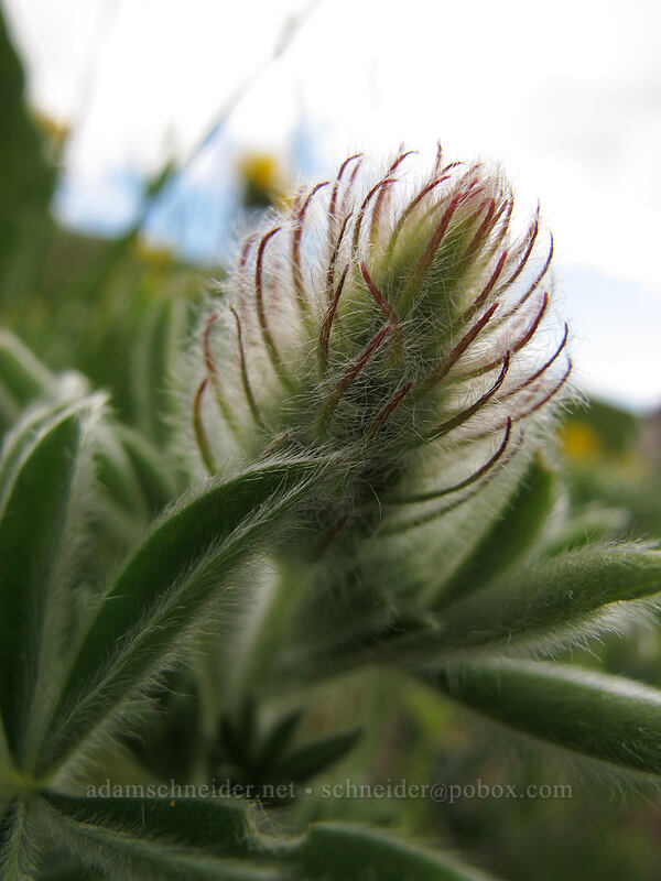 lupine, budding (Lupinus sp.) [Eight-Mile Creek, Klickitat County, Washington]