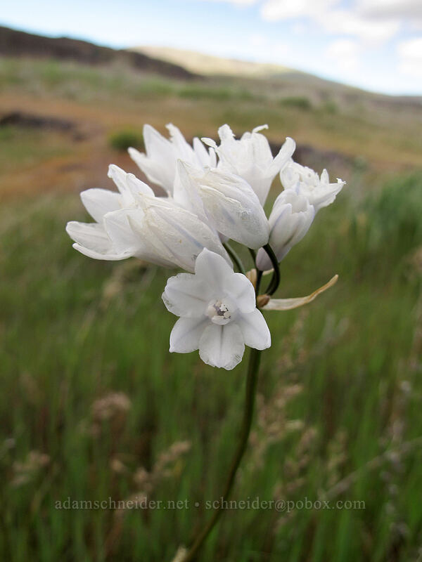 bi-colored cluster lily (Triteleia grandiflora var. howellii (Brodiaea bicolor)) [Horsethief Butte, Klickitat County, Washington]