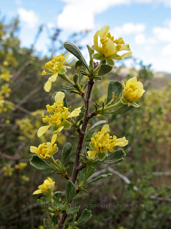 antelope bitterbrush (Purshia tridentata) [Horsethief Butte, Klickitat County, Washington]