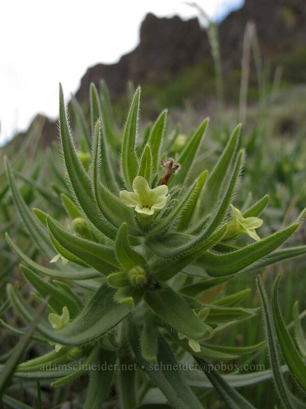 Columbia puccoon (Lithospermum ruderale) [Horsethief Butte, Klickitat County, Washington]