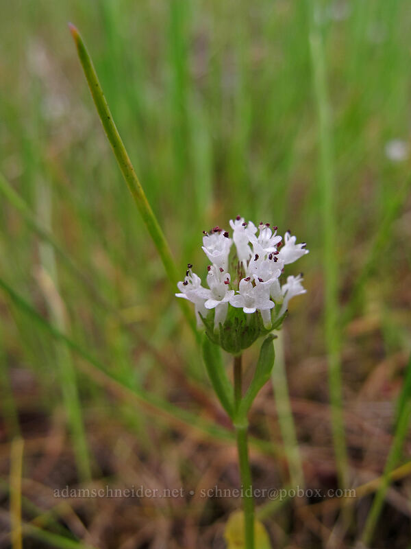 white plectritis (Plectritis macrocera) [Horsethief Butte, Klickitat County, Washington]
