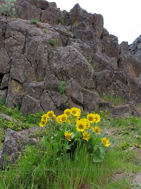 balsamroot (Balsamorhiza sp.) [Horsethief Butte, Klickitat County, Washington]