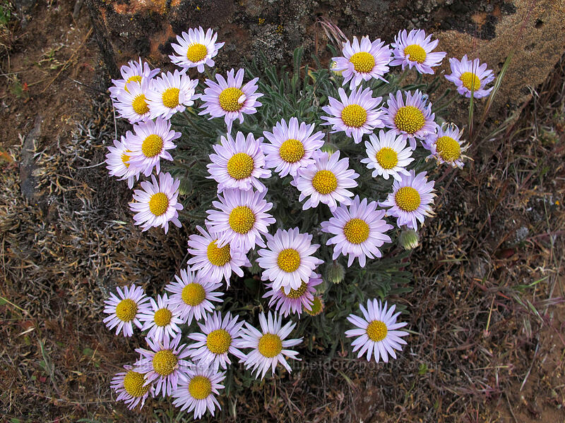 cushion fleabane (Erigeron poliospermus) [Horsethief Butte, Klickitat County, Washington]