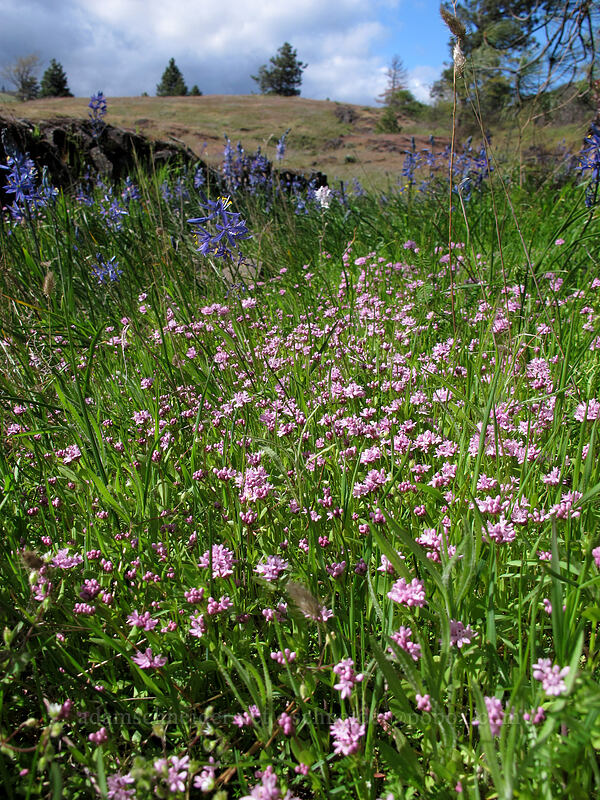 rosy plectritis & camas (Plectritis congesta, Camassia quamash) [Catherine Creek, Klickitat County, Washington]