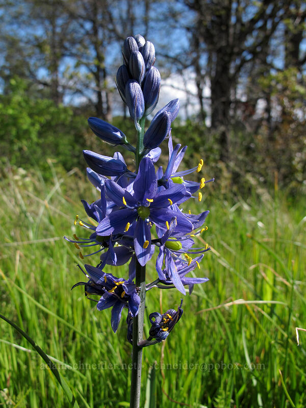 camas (Camassia quamash) [Catherine Creek, Klickitat County, Washington]