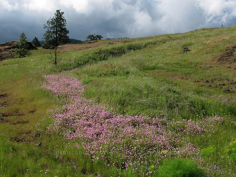 rosy plectritis (Plectritis congesta) [Catherine Creek, Klickitat County, Washington]