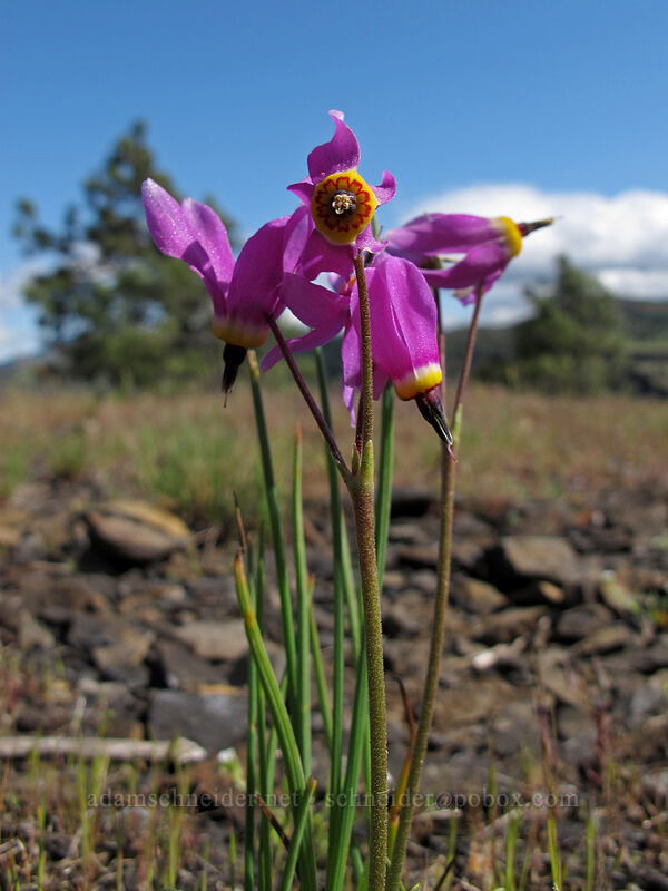 poet's shooting stars (Dodecatheon poeticum (Primula poetica)) [Catherine Creek, Klickitat County, Washington]