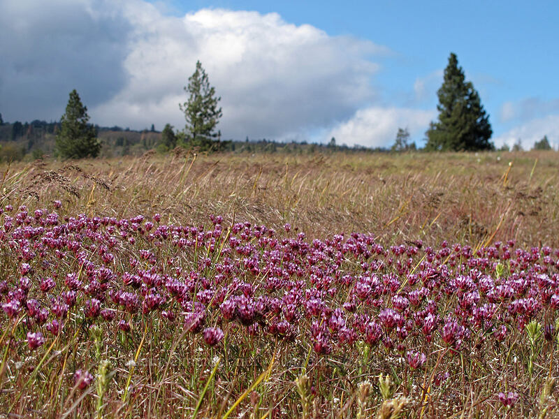 clover (Trifolium sp.) [Catherine Creek, Klickitat County, Washington]