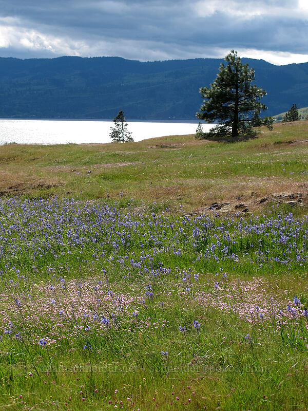 camas & rosy plectritis (Camassia quamash, Plectritis congesta) [Catherine Creek, Klickitat County, Washington]