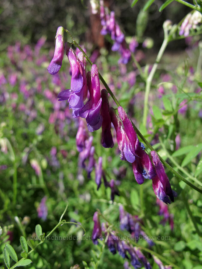 winter vetch (Vicia villosa) [Juniper Canyon Trail, Pinnacles National Park, San Benito County, California]