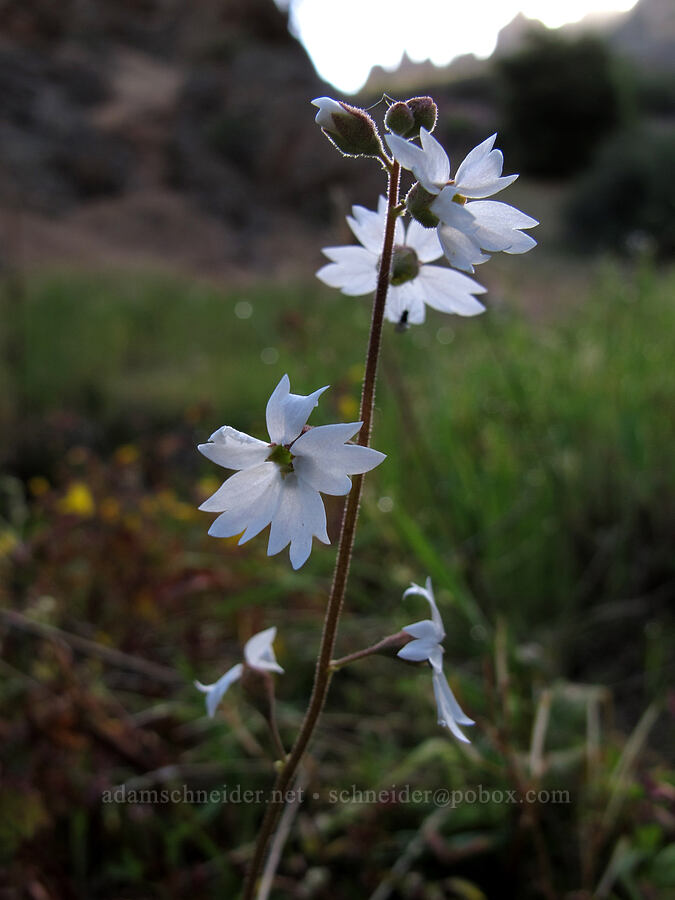 San Francisco woodland star (Lithophragma affine) [Juniper Canyon Trail, Pinnacles National Park, San Benito County, California]