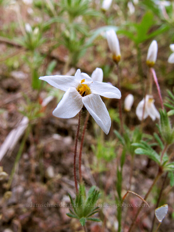 variable linanthus (Leptosiphon parviflorus) [Juniper Canyon Trail, Pinnacles National Park, San Benito County, California]