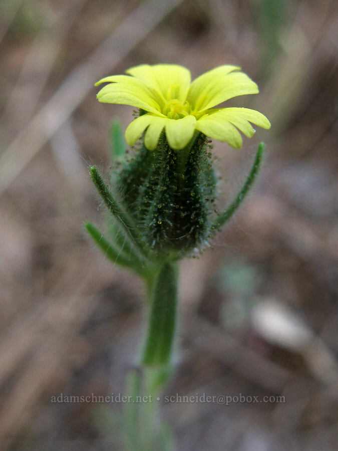 slender tarweed (Madia gracilis) [Juniper Canyon Trail, Pinnacles National Park, San Benito County, California]