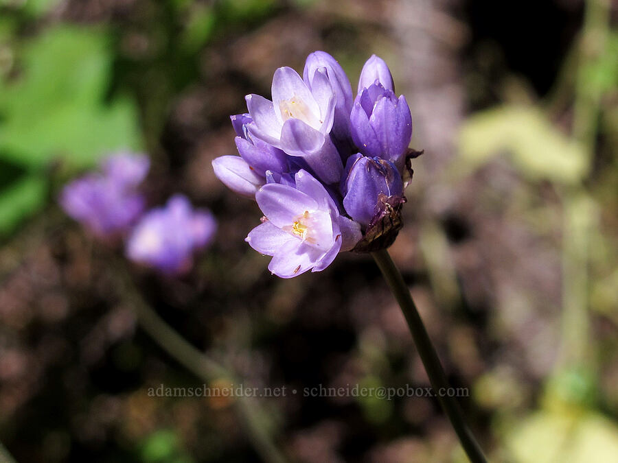blue dicks (Dipterostemon capitatus (Dichelostemma capitatum)) [Juniper Canyon Trail, Pinnacles National Park, San Benito County, California]