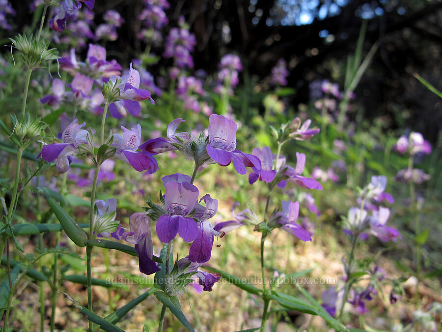 purple chinese houses (Collinsia heterophylla) [Juniper Canyon Trail, Pinnacles National Park, San Benito County, California]