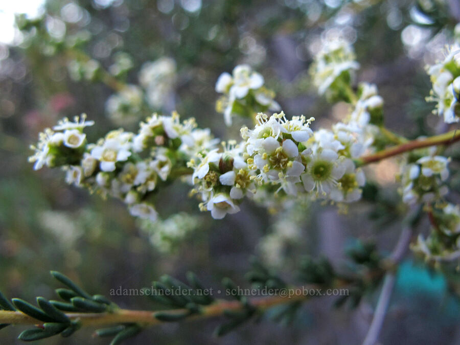 chamise (Adenostoma fasciculatum) [Juniper Canyon Trail, Pinnacles National Park, San Benito County, California]