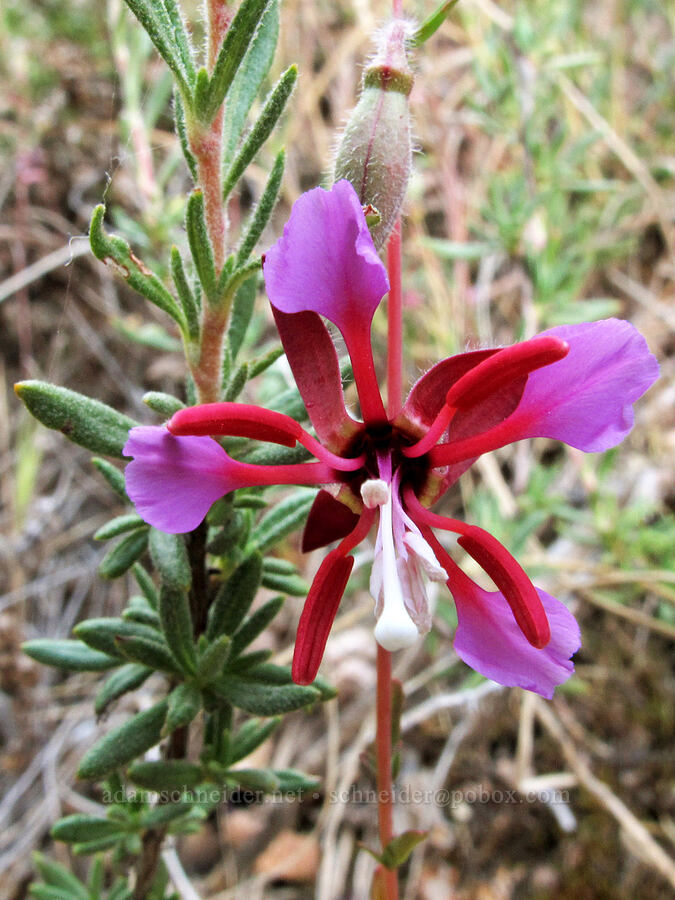 elegant clarkia (Clarkia unguiculata) [Juniper Canyon Trail, Pinnacles National Park, San Benito County, California]