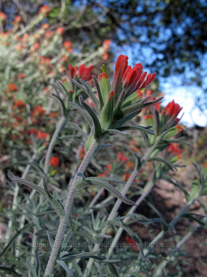 woolly paintbrush (Castilleja foliolosa) [Juniper Canyon Trail, Pinnacles National Park, San Benito County, California]