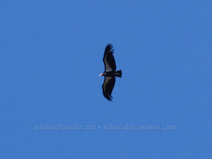 California condor (Gymnogyps californianus) [High Peaks Trail, Pinnacles National Park, San Benito County, California]