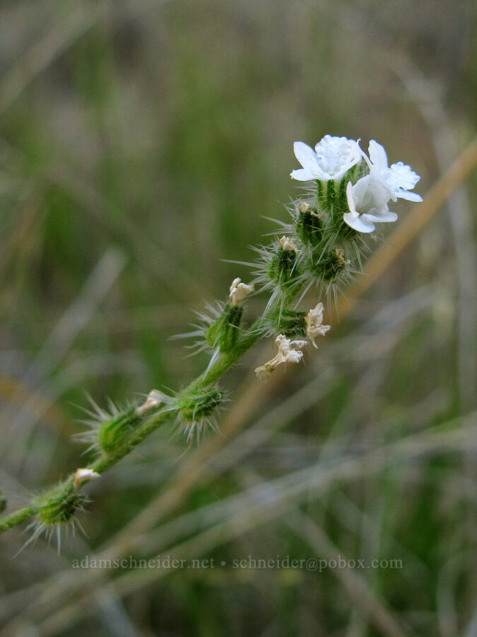 pointed cryptantha (?) (Cryptantha muricata) [High Peaks Trail, Pinnacles National Park, San Benito County, California]