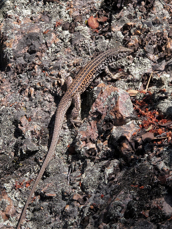California whiptail lizard (Aspidoscelis tigris mundus (Cnemidophorus tigris mundus)) [High Peaks Trail, Pinnacles National Park, San Benito County, California]