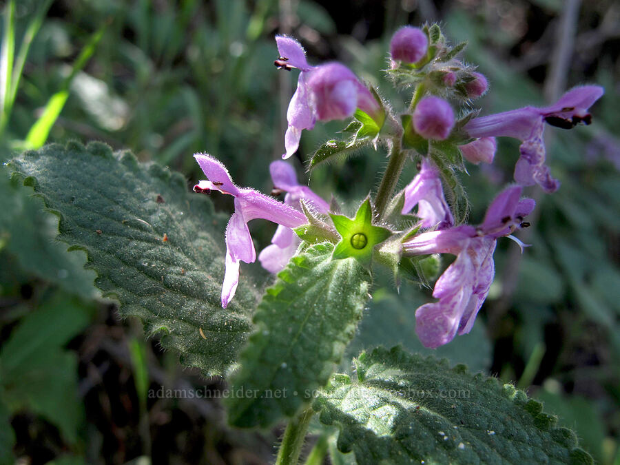California hedge-nettle (Stachys bullata) [High Peaks Trail, Pinnacles National Park, San Benito County, California]