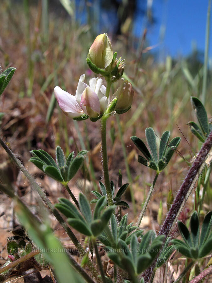 chick lupine (Lupinus microcarpus) [High Peaks Trail, Pinnacles National Park, San Benito County, California]