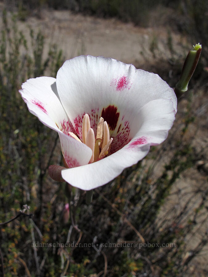 butterfly mariposa lily (Calochortus venustus) [High Peaks Trail, Pinnacles National Park, San Benito County, California]