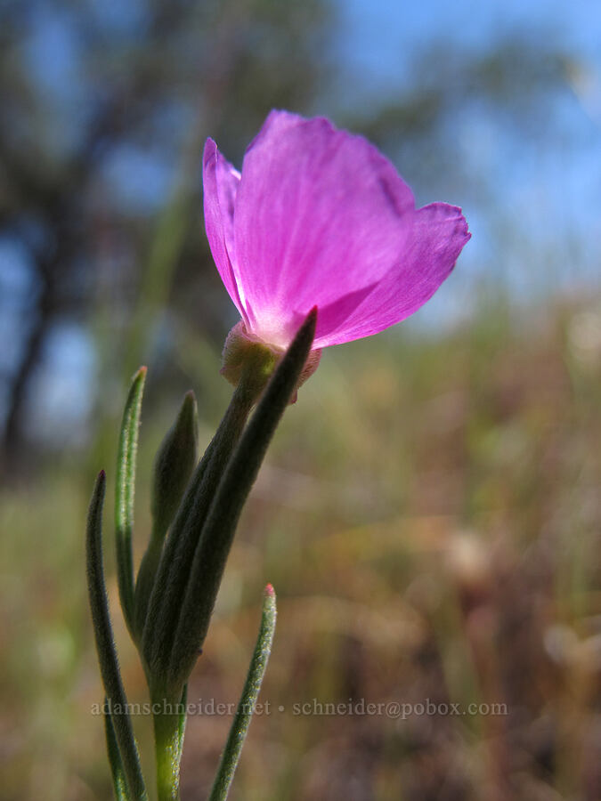 chaparral clarkia (Clarkia affinis) [High Peaks Trail, Pinnacles National Park, San Benito County, California]