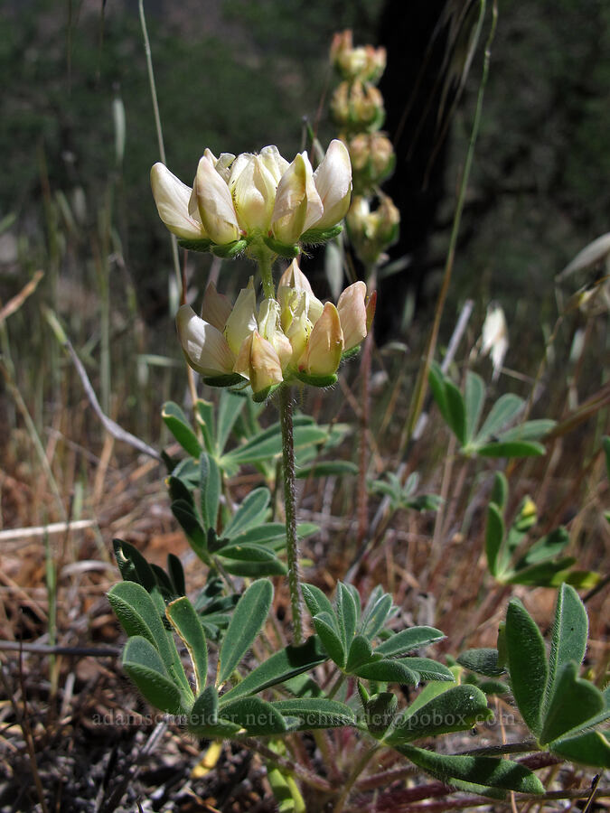 chick lupine (Lupinus microcarpus) [High Peaks Trail, Pinnacles National Park, San Benito County, California]