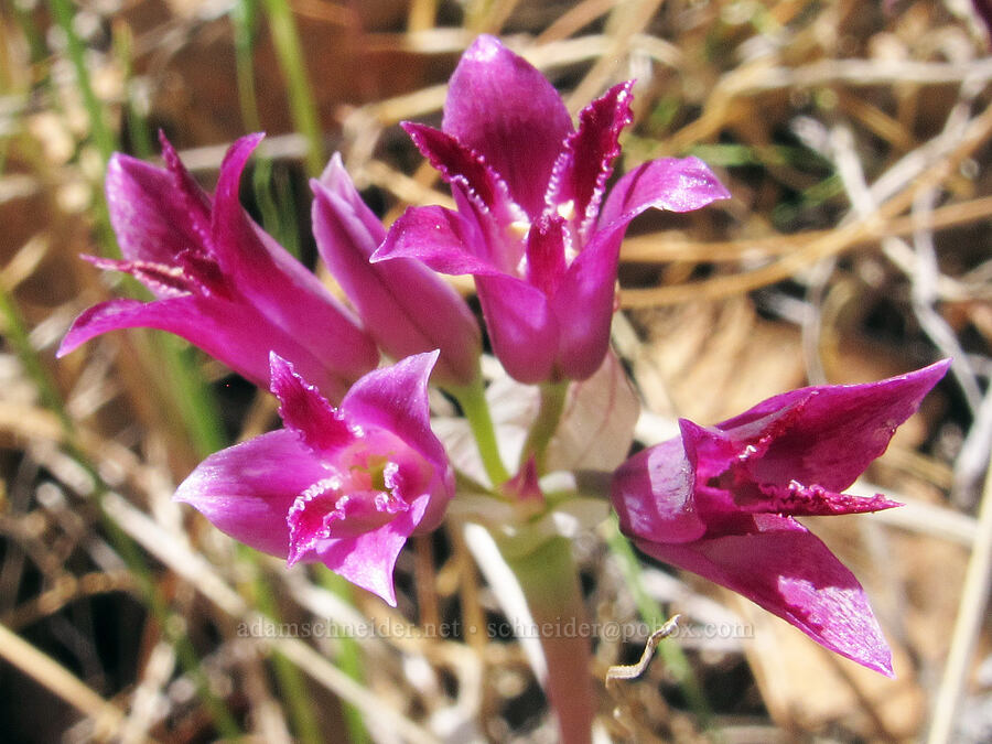 crinkled onion (Allium crispum) [High Peaks Trail, Pinnacles National Park, San Benito County, California]
