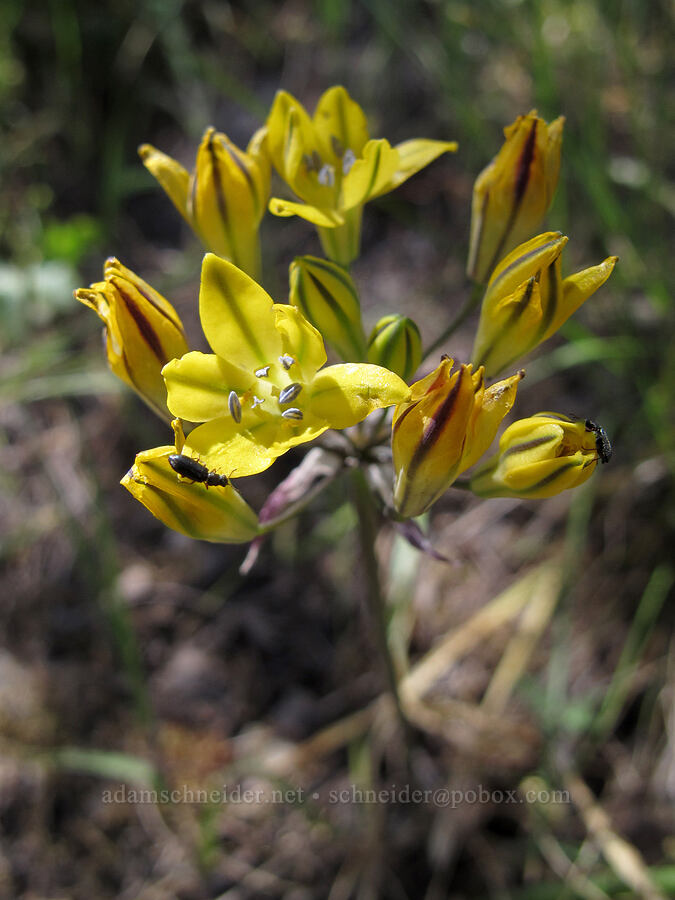 Coast Range triteleia (Triteleia lugens) [High Peaks Trail, Pinnacles National Park, San Benito County, California]