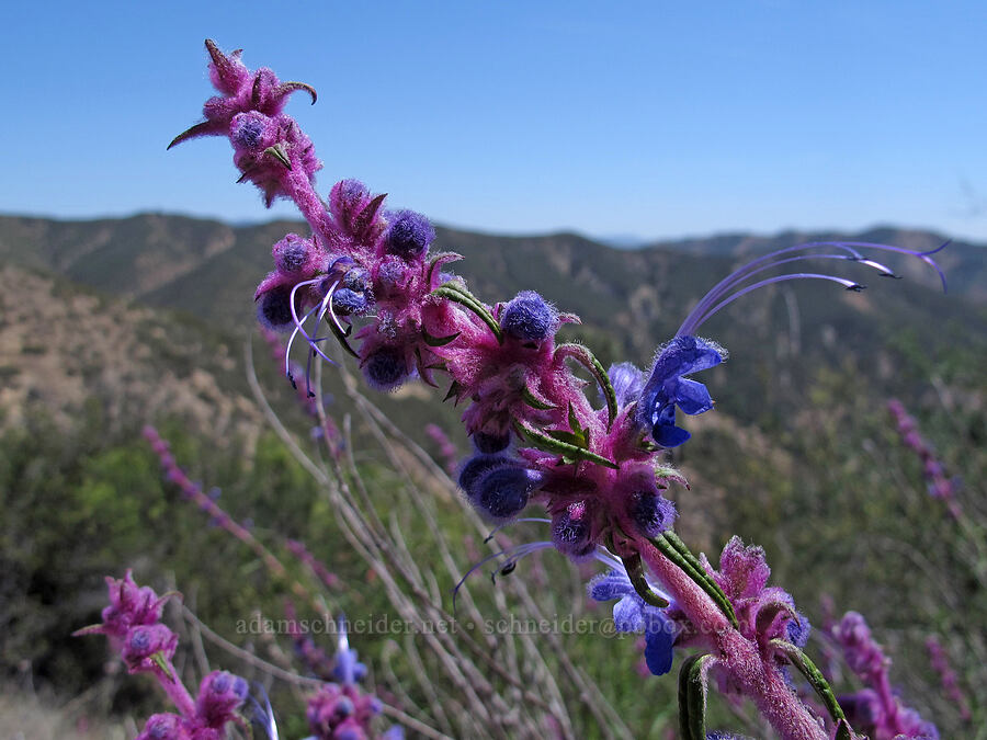 woolly bluecurls (Trichostema lanatum) [High Peaks Trail, Pinnacles National Park, San Benito County, California]