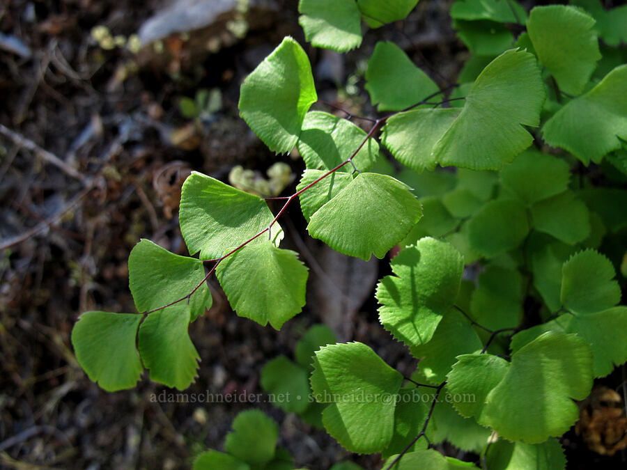 California maidenhair fern (Adiantum jordanii) [High Peaks Trail, Pinnacles National Park, San Benito County, California]